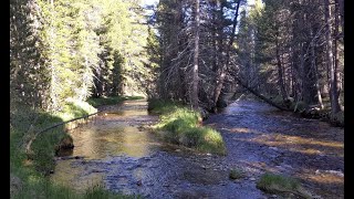 Blue Green stream fork