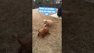 NEW! Doodle Doggie Tales- Part 62 “Young Whippersnapper”#shortvideo #shortsfeed #brothers #shorts