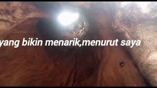 Pohon Unik, Di sekitar Kita#video