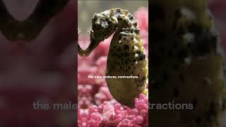 How Seahorses Give Birth #didyouknow