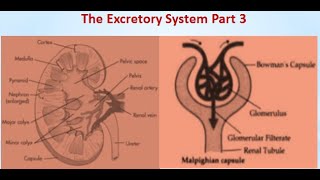 The Excretory System Part 3