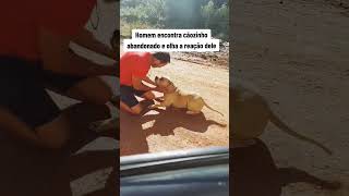 Cãozinho tem linda reação após homem o encontrar no meio do nada#shorts