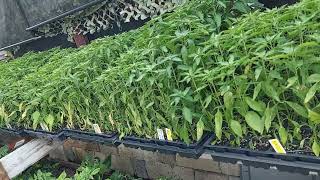 watering time. These are the New Mexico Piquin Peppers.