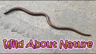 I Found a Slow Worm and Can’t Believe Where it Lives!