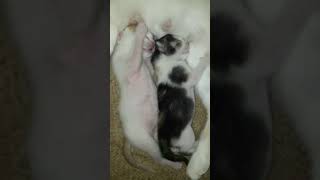 Three Cute Kittens #Viral #Shorts