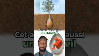 Cet arbre est aussi un cercueil #innovation