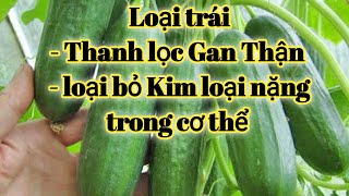 Bài thuốc thanh lọc gan thận, đào thải kim loại nặng. PHAN HẢI Vlog