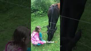 Yum Yum Salad for the Moo Moos