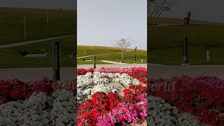 Beautiful Flowers Garden |Dareen Hills Park Jubail Saudi Arabia #shorts #flowers   #beautifulflowers