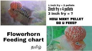 Flowerhorn Feeding chart ( guide) | Aquapets & farm