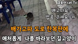 배가고파 도로 한복판에  애쳐롭게 나를 바라보던 길고양이