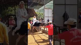 Ostrich Riding in china 🥵🔥?#facts #shorts #viral