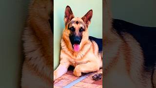 #forever #young #dog #doglover #dogshorts #germanshepherd #puppy #beautiful #trending #fyp #czech