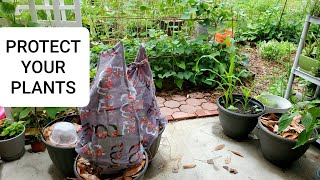 How to protect your garden from heavy rain - 5 ways