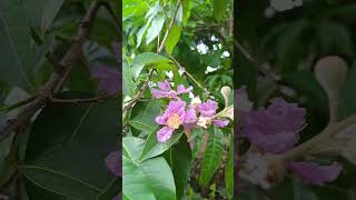 Agara lake andalu#lake#lakeview#trending#funny#comedy#viral#famous#bangalore#nature#ytshorts#minivlo