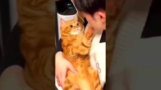 #cat #catvideos #ckeety #catlover #cutecat #shorts #animals