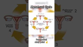 Menstrual Cycle🩸(मासिक धर्म)