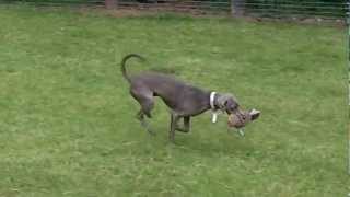 Weimaraner Quincie_Belle.