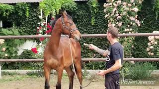 colt Gueriniere by Gray Flanell  (one year old)