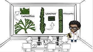 Niveles de organización biológica de los protistas