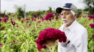 #Altamira La mejor flor de Cempasúchil,Mano de León y Girasol se siembra en Altamira #Cultivo