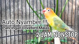 Burung Lovebird NGEKEK PANJANG, Pancingan Lovebird PALING CEPAT BIKIN BUNYI