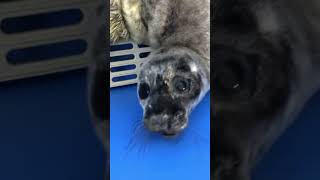 Did you know that baby harbour seals can be very vocal? You can even hear them in the background!