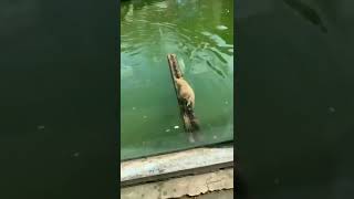 Monkey crossing the river on a log #shortsvideo