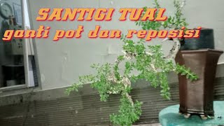 ganti pot dan reposisi santigi tual usia tanam 7 bulan