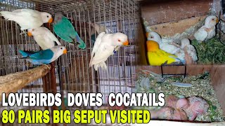 VISIT MY FRIEND SETUP LOVE BIRDS MUTATION BEST PROGRESS | 80 PAIRS BIG SETUP | AA BIRDS INFORMATION