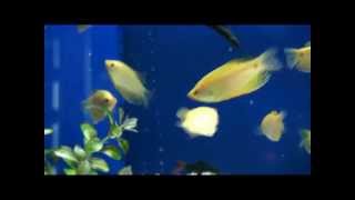 Tropical Fish - Gold gouramies, Trichogaster trichopterus