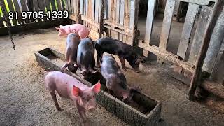 8 leitoes pietran com duroc a venda em cachoeirinha pe