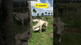 TRABALHANDO COM PIQUETE