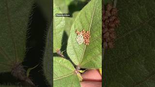 Newly hatched baby stink bugs #stinkbug #bugs #baby #eggs #insects #nature #shorts