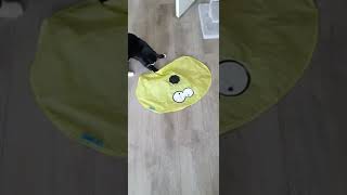 cookoo cat toy