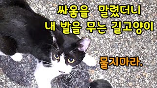 길고양이 싸움을 말렸더니 내 발을무는 길고양이