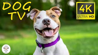 Dogs TV - Relaxing Music For Stress Relief - Deep Anti Anxiety Music For Dogs | For Your Pets