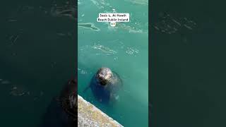 Seals 🦭 Entertaining Tourists At Howth Beach, Dublin Ireland 🇮🇪 #visitdublin #travel #ireland