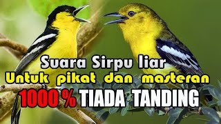 Suara sirpu atau cipoh liar untuk pikat paling ampuh,apa lagi untuk masteran.