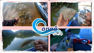 Represa bilings diversidade peixes!#pescaria #fishing #trairas #tilapia.