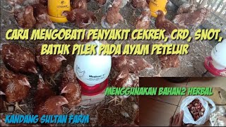 Mengobati penyakit crd,  snot,  cekrek,  batuk pilek pada ayam petelur