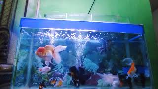 ikan koki short body super jumbo