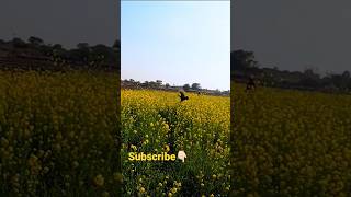 Black Francolins Slow Motion Video Kalay Teetar Ki Short Video #francolin #partridge #shortvideo