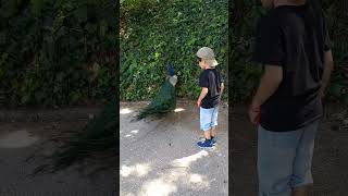 Parque Navarro Huelva España #shortvideo #animals #funnyanimal #bioparque