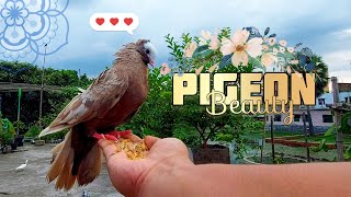 How to Befriend and Feed Pigeons | Watching Pigeon Beauty #pigeon