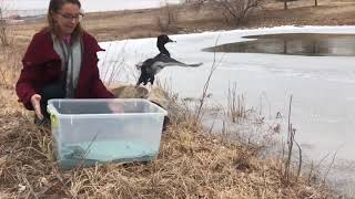 Ring-necked Duck Release Boulder, CO