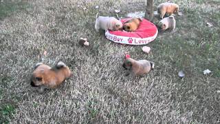 Snickers and Willies Chow Chow Pups