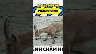 DÊ LEO NÚI ĐÁ THẲNG ĐỨNG #phimhay #trending #reviewphim #tintuc #giaitri #phim