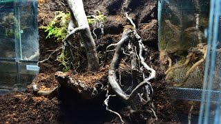 Leśny wystrój terrarium dla ptasznika naziemnego / forest enclosure setup for tarantula