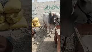 sabse sasti mandi AYUB GOTH MANDI 😍👍 #cow #treinding #qurbani2024 #viralshort #tranding #video